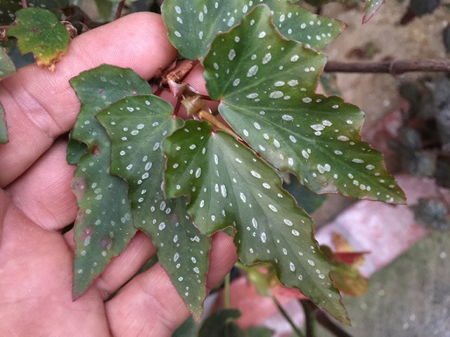 B. ‘Celery Angel’